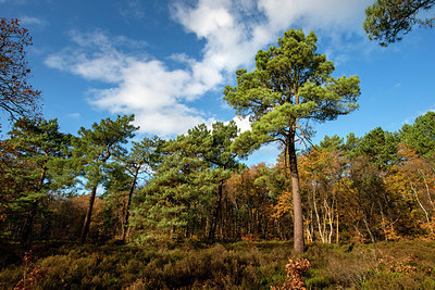 BUITEN BEELD Foto: 361453