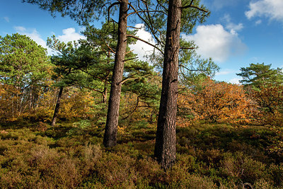 BUITEN BEELD Foto: 361456