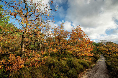 BUITEN BEELD Foto: 361461
