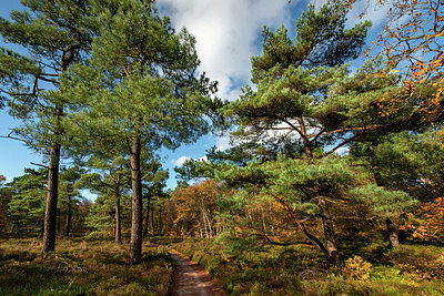 BUITEN BEELD Foto: 361462
