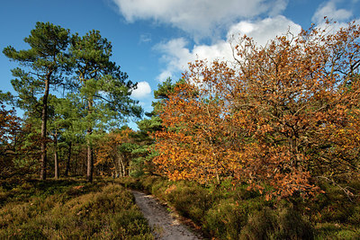 BUITEN BEELD Foto: 361464