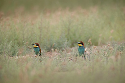 BUITEN BEELD Foto: 361481