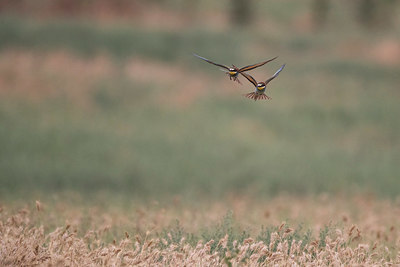 BUITEN BEELD Foto: 361482