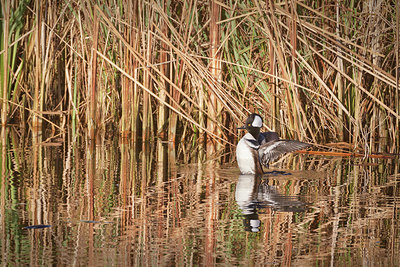 BUITEN BEELD Foto: 361487