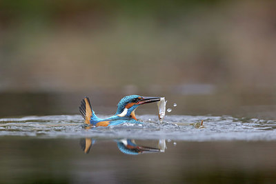 BUITEN BEELD Foto: 361489