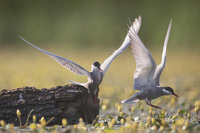 BUITEN BEELD Foto: 361492