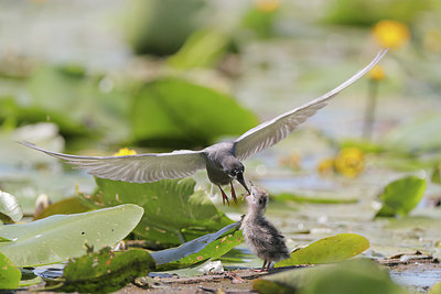 BUITEN BEELD Foto: 361494