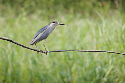 BUITEN BEELD Foto: 361496