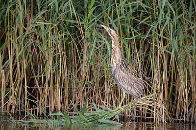 BUITEN BEELD Foto: 361501