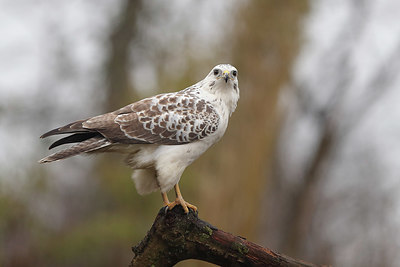 BUITEN BEELD Foto: 361512
