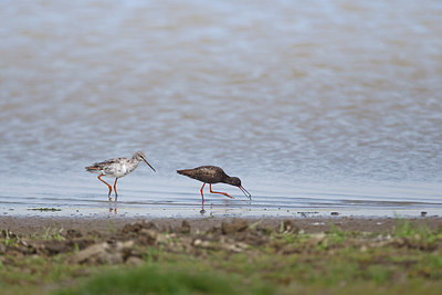 BUITEN BEELD Foto: 361516
