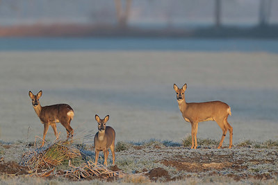 BUITEN BEELD Foto: 361529
