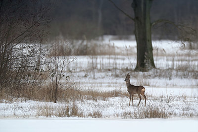 BUITEN BEELD Foto: 361535