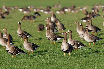 BUITEN BEELD Foto: 361559