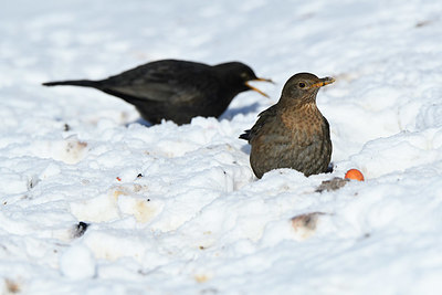 BUITEN BEELD Foto: 361562