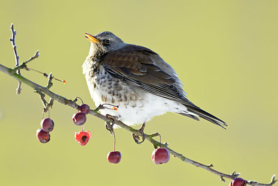 BUITEN BEELD Foto: 361563