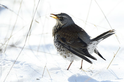 BUITEN BEELD Foto: 361567