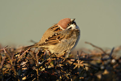 BUITEN BEELD Foto: 361570