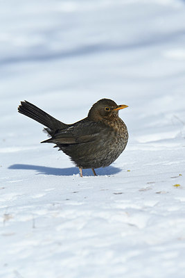 BUITEN BEELD Foto: 361580