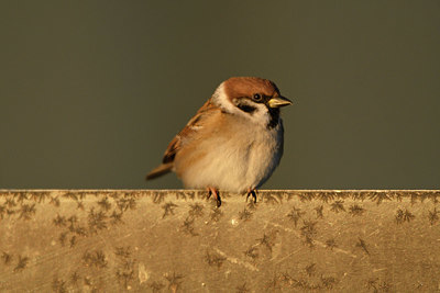 BUITEN BEELD Foto: 361587