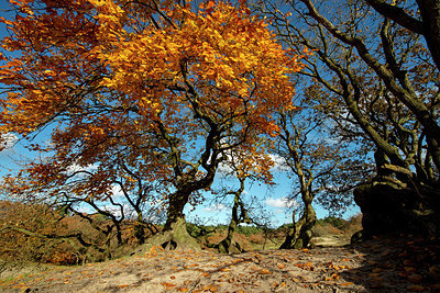 BUITEN BEELD Foto: 361595