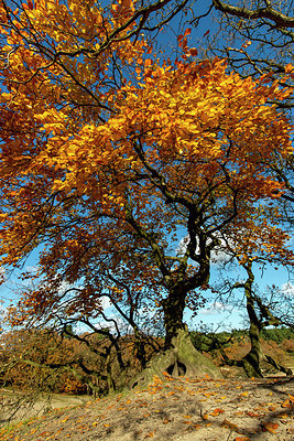 BUITEN BEELD Foto: 361596