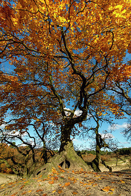 BUITEN BEELD Foto: 361597