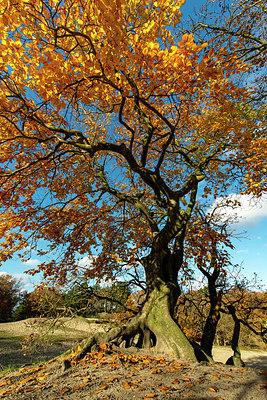 BUITEN BEELD Foto: 361598