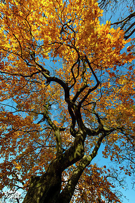 BUITEN BEELD Foto: 361599