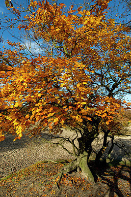 BUITEN BEELD Foto: 361600