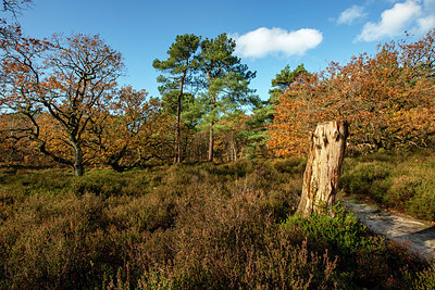 BUITEN BEELD Foto: 361604