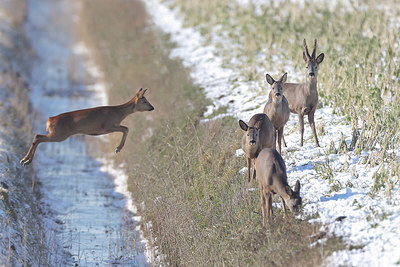 BUITEN BEELD Foto: 361613