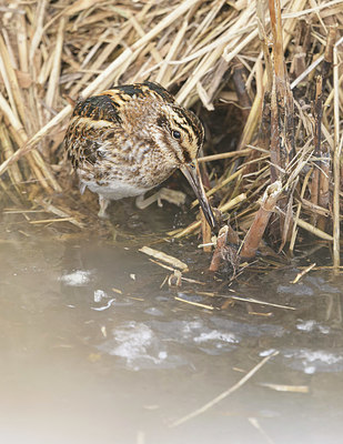 BUITEN BEELD Foto: 361632