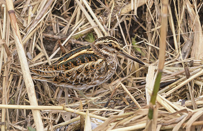 BUITEN BEELD Foto: 361635