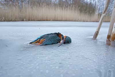 BUITEN BEELD Foto: 361653