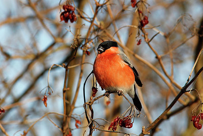 BUITEN BEELD Foto: 361654