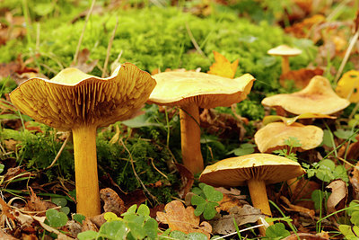 BUITEN BEELD Foto: 361655