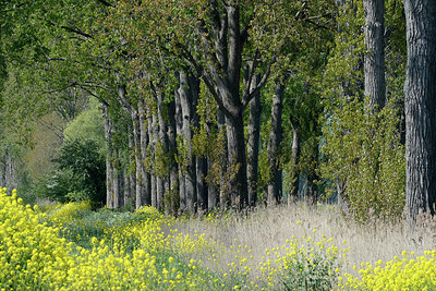 BUITEN BEELD Foto: 361672