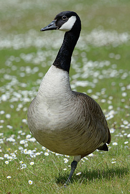 BUITEN BEELD Foto: 361689