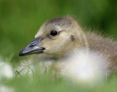 BUITEN BEELD Foto: 361749