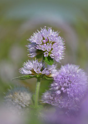 BUITEN BEELD Foto: 361754