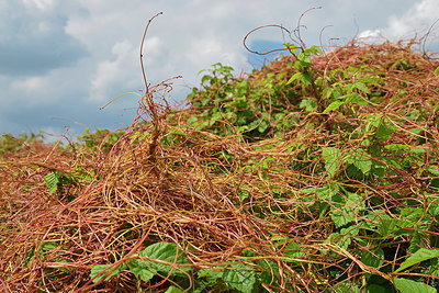 BUITEN BEELD Foto: 361758