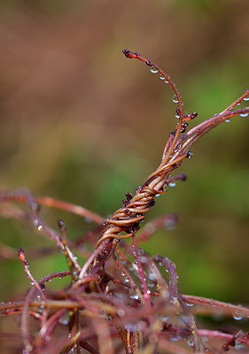 BUITEN BEELD Foto: 361761