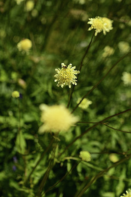 BUITEN BEELD Foto: 361767