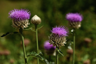 BUITEN BEELD Foto: 361773