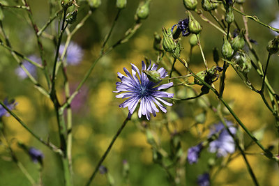 BUITEN BEELD Foto: 361783