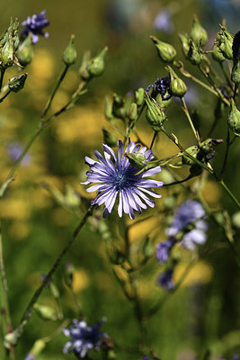 BUITEN BEELD Foto: 361784