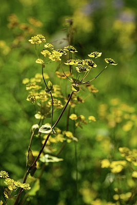 BUITEN BEELD Foto: 361786