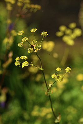 BUITEN BEELD Foto: 361787