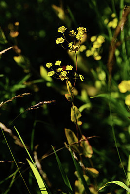 BUITEN BEELD Foto: 361788